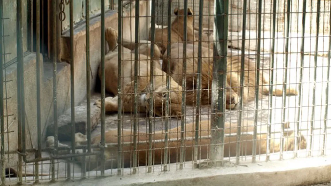 Rezultatul anchetei de la Zoo Craiova: Leoaica a născut patru pui, care nu au supravieţuit