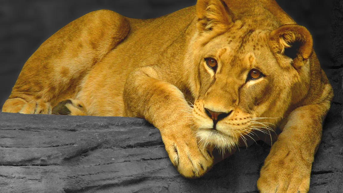 Scandal la Grădina Zoologică din Craiova: Trei pui de leu DISPĂRUŢI din cuşcă, găsiţi MORŢI VIDEO