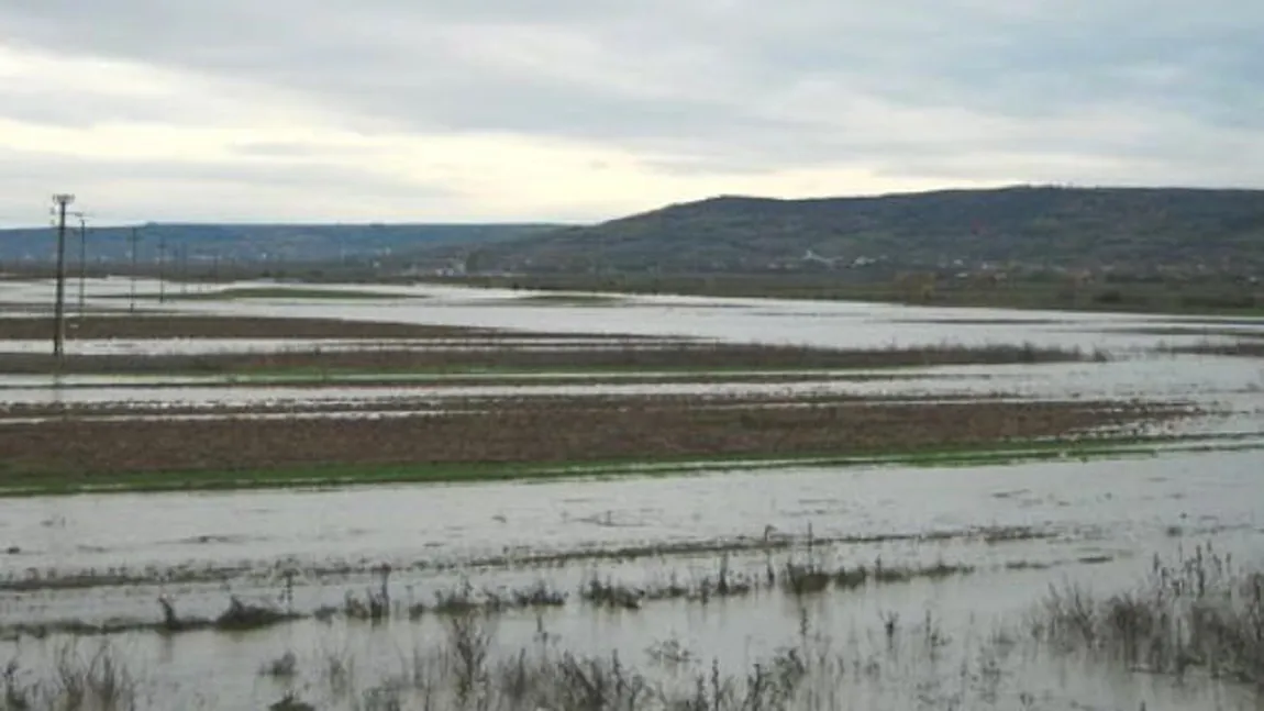 Peste 100 hectare de păşune din lunca Dunării, acoperite de apele fluviului
