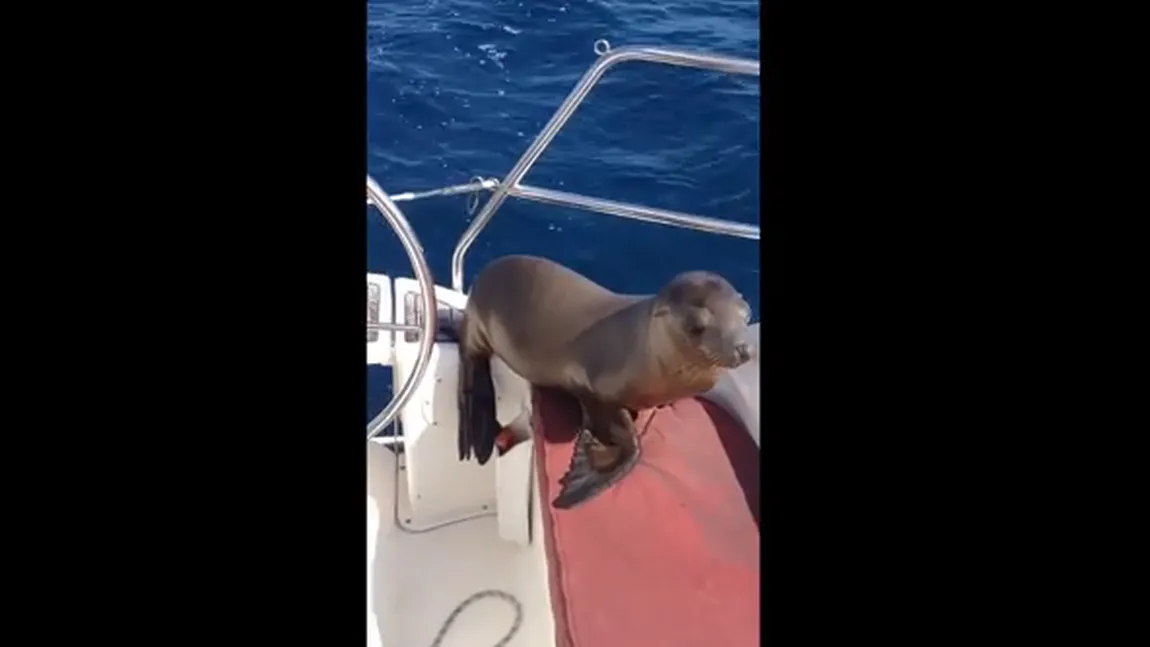 Ce se întâmplă când un pui de leu de mare sare într-o barcă VIDEO