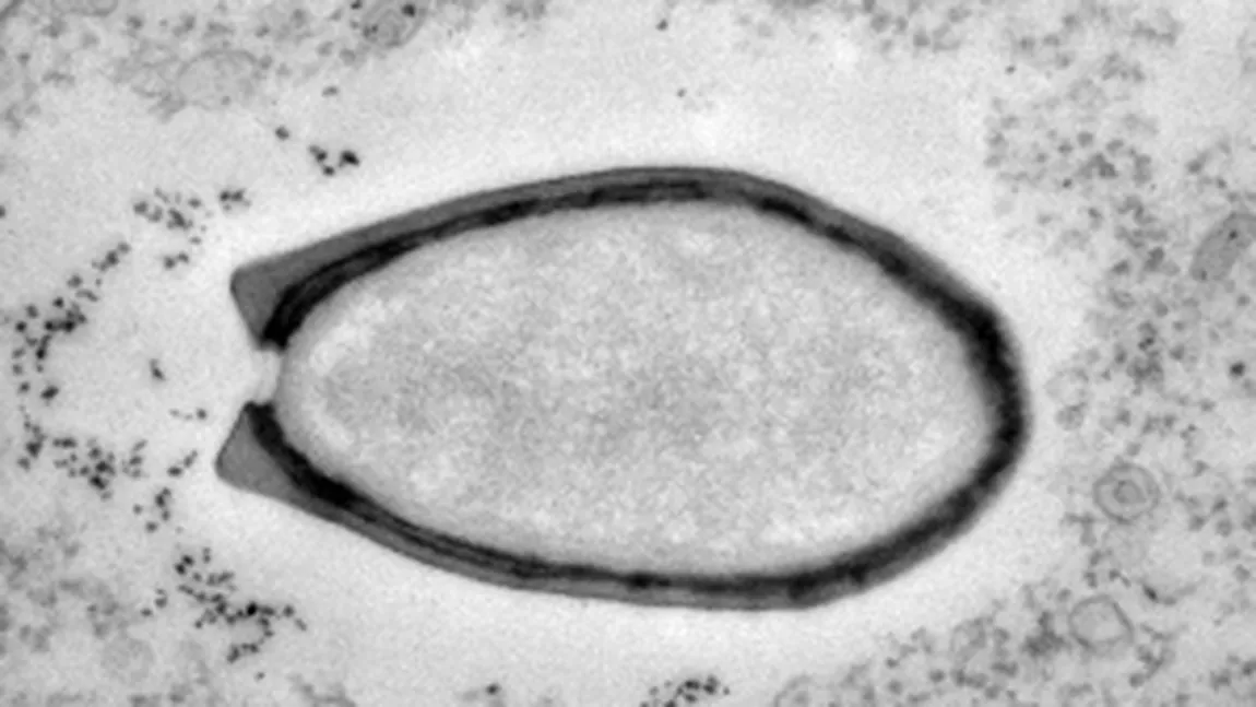 Două tipuri noi de virusuri gigantice, descoperite de cercetătorii francezi