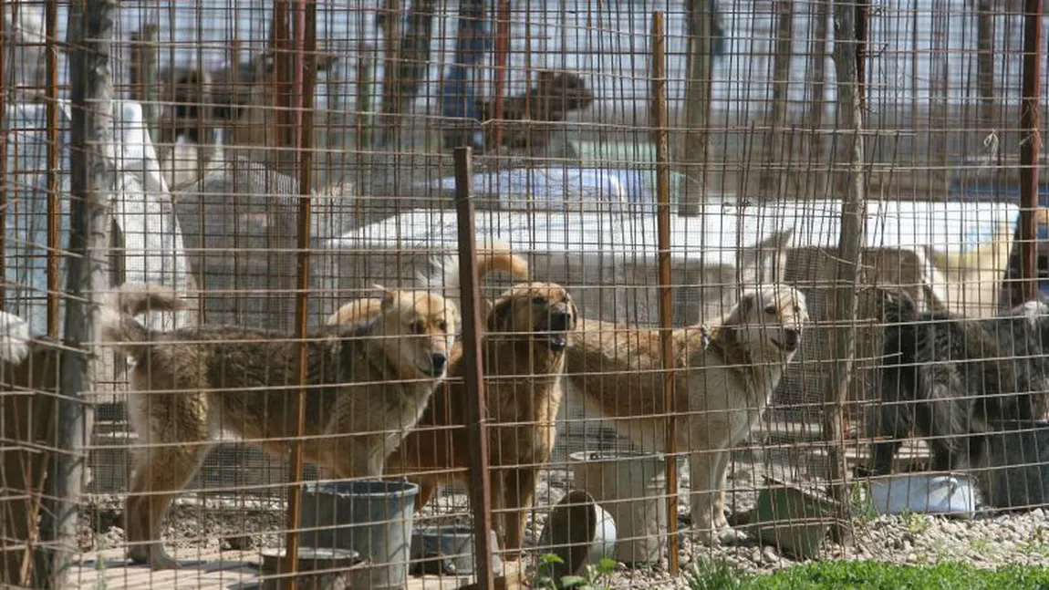 Peste 1200 de câini nesterilizaţi şi neînregistraţi, în trei adăposturi din Capitală