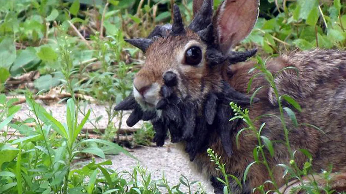 Frankenstein din lumea animalelor: Iepurele cu coarne FOTO