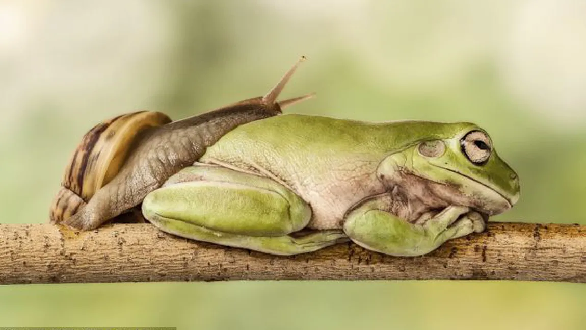 Momentul incredibil în care un melc se plimbă peste o broască FOTO