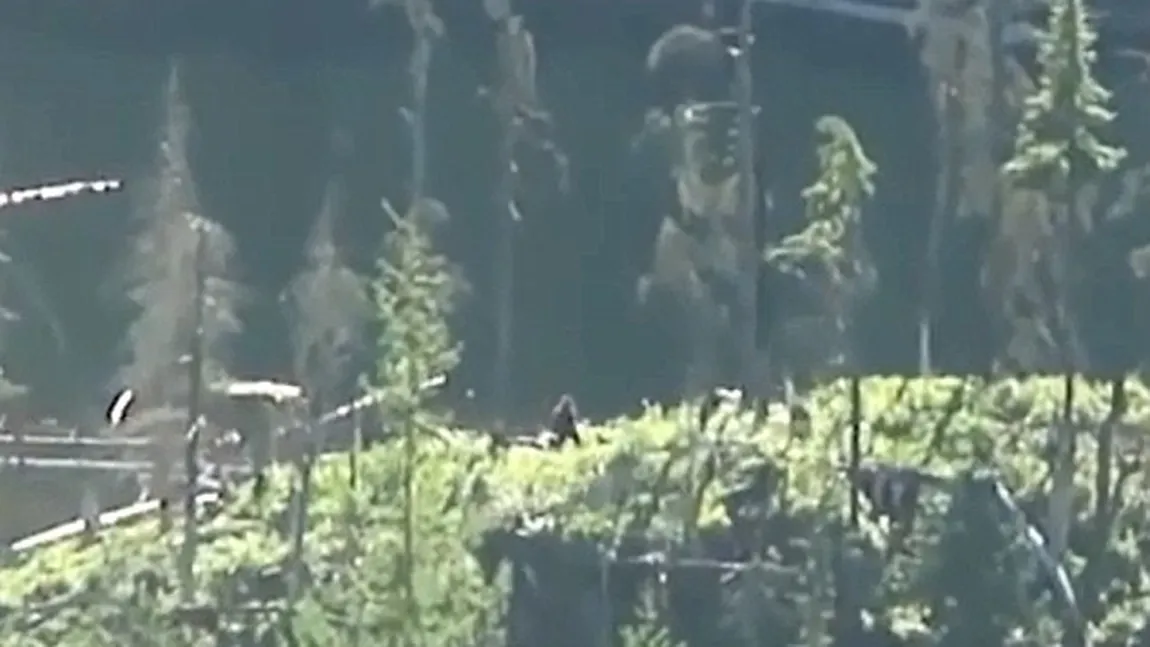O creatură misterioasă, filmată în pădurile din Canada VIDEO
