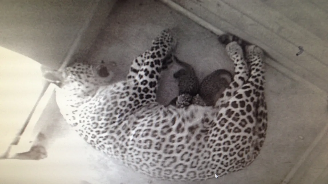 Eveniment inedit: Doi pui de leopard persan s-au născut în Rusia FOTO