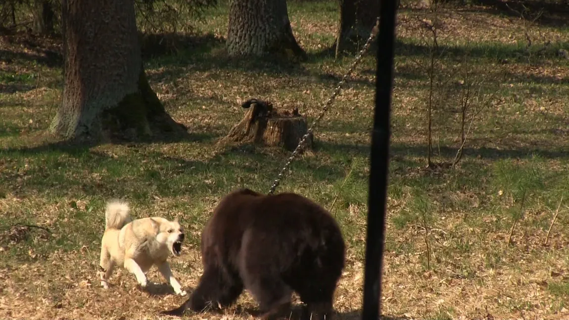 Vier Pfoten: Producătorul de hrană Royal Canin a sponsorizat lupte ilegale între câini şi urşi VIDEO