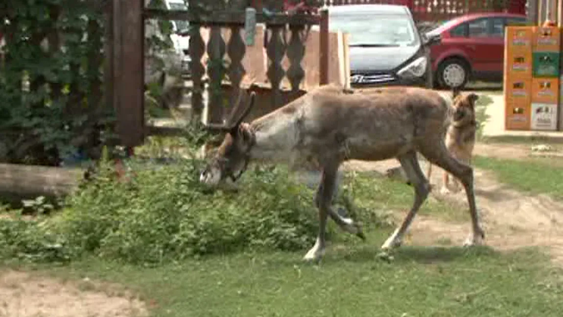 Renul pe uliţă: Animalul a hoinărit pe străzile unei localităţi din Prahova