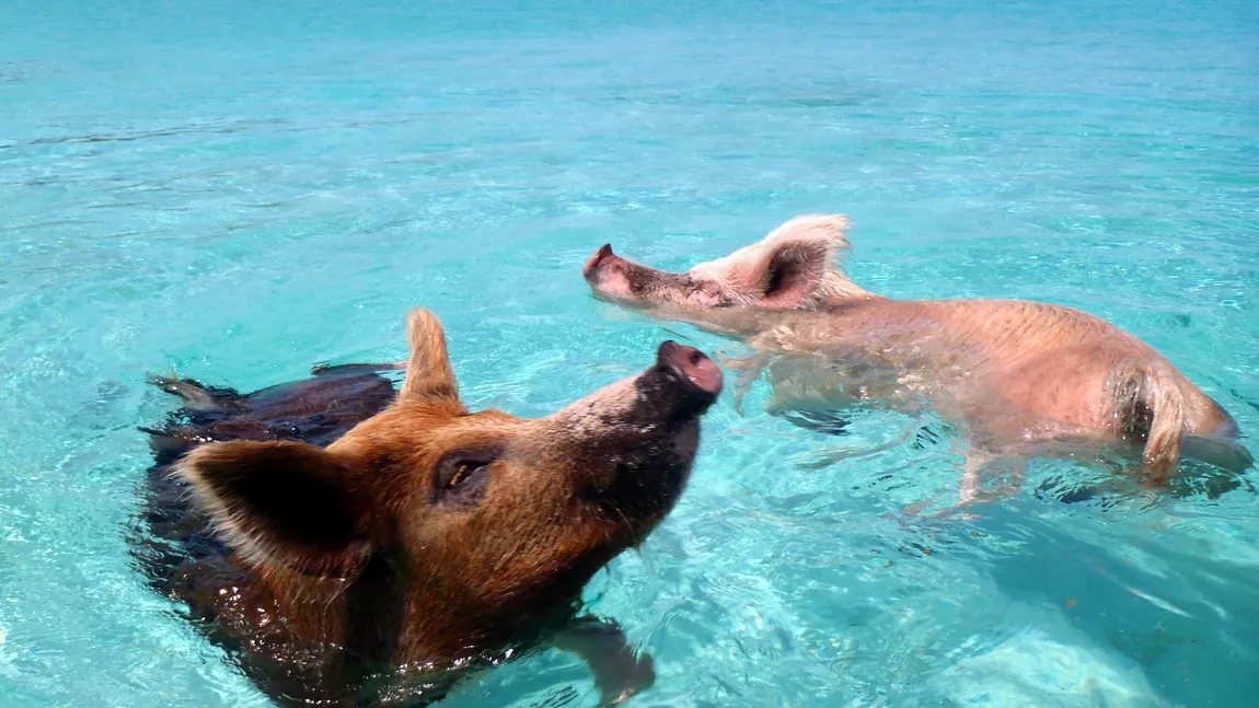 În Bahamas până şi porcii înoată VIDEO