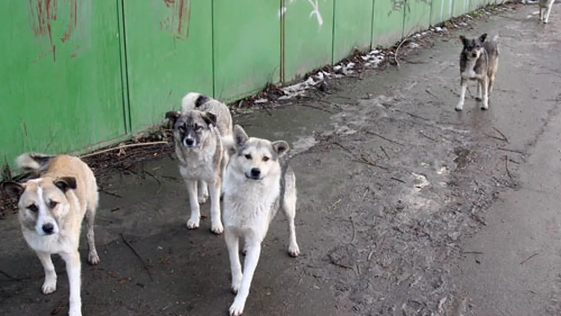 50.000 de câini fără stăpân au invadat străzile şi clădirile abandonate dintr-un oraş american VIDEO
