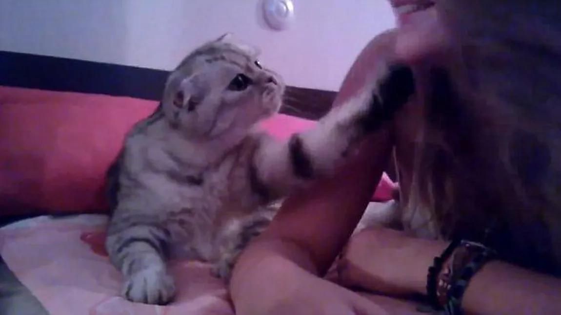 Cea mai alintată pisicuţă din lume: Cum convinge o fetiţă să îi dea un pupic VIDEO
