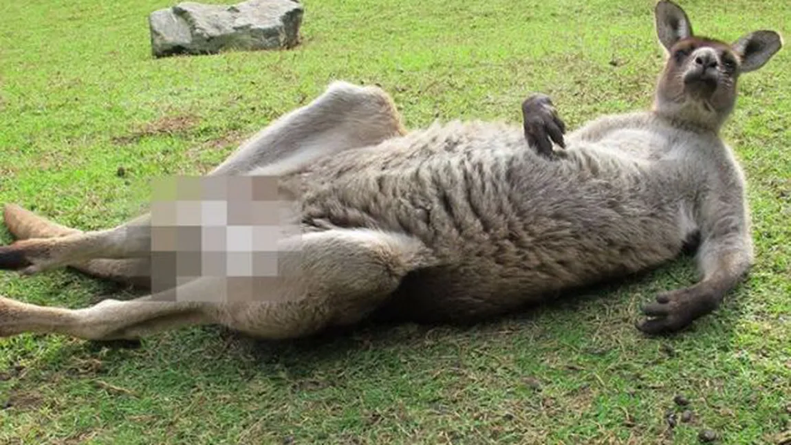 Un cangur indecent: Australienii au cenzurat fotografia unui animal 