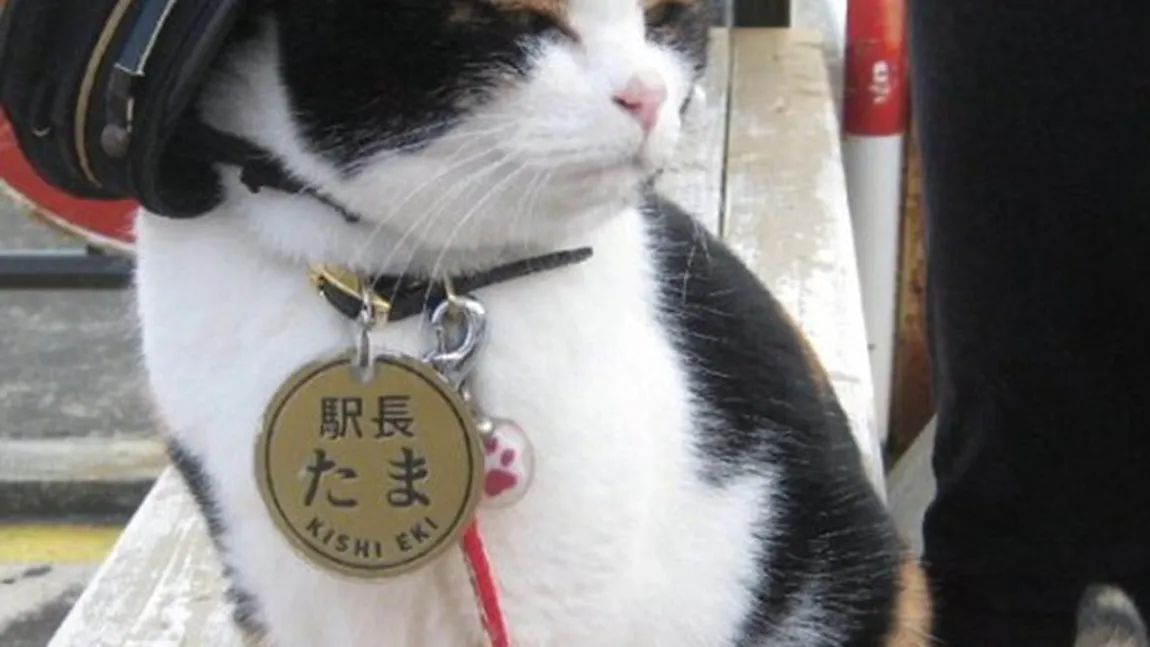 Cum a reuşit o pisică să salveze o companie japoneză de la faliment FOTO