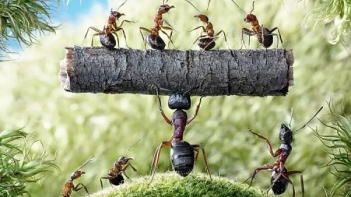 Miniaturala lume a furnicilor, în fotografii de basm. Imagini fascinante cu insectele la lucru