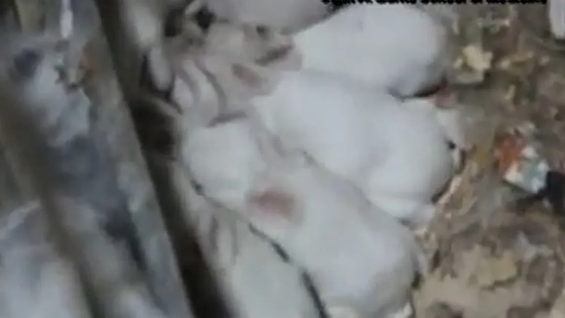 ANIMALE modificate genetic, create în Turcia: Vezi ce se întâmplă cu aceşti iepuri NOAPTEA VIDEO
