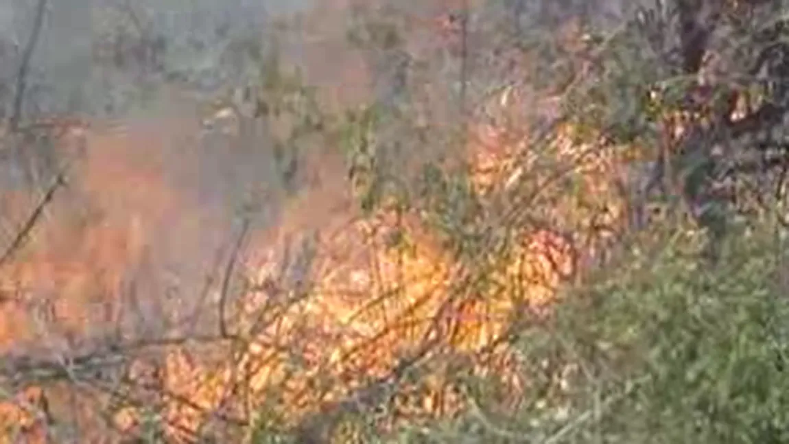 Incendiu PUTERNIC în Parcul Naţional Domogled. Pompierii se chinuie de cinci zile să-l lichideze