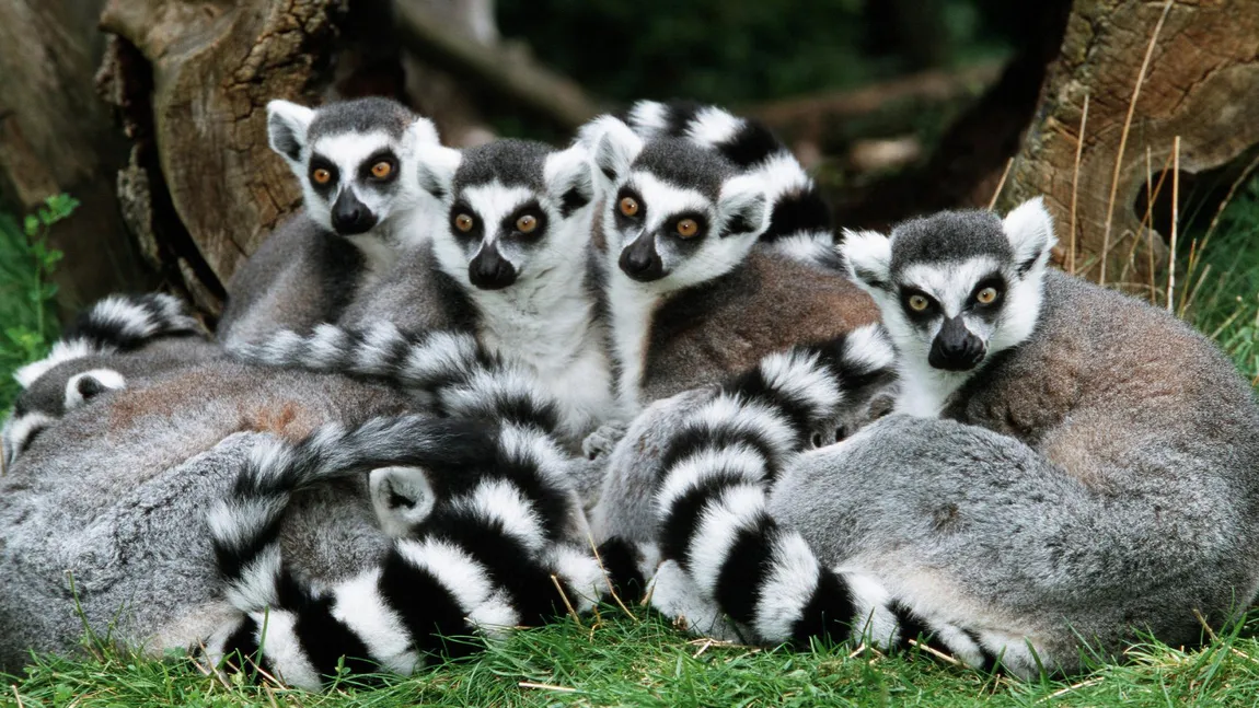 Cele mai multe specii de lemurieni din Madagascar sunt în pericol. Care este planul de salvare