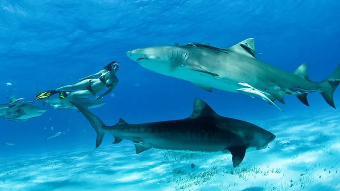 Incredibil: O femeie a înotat lângă rechini, pentru a dovedi că nu... muşcă VIDEO