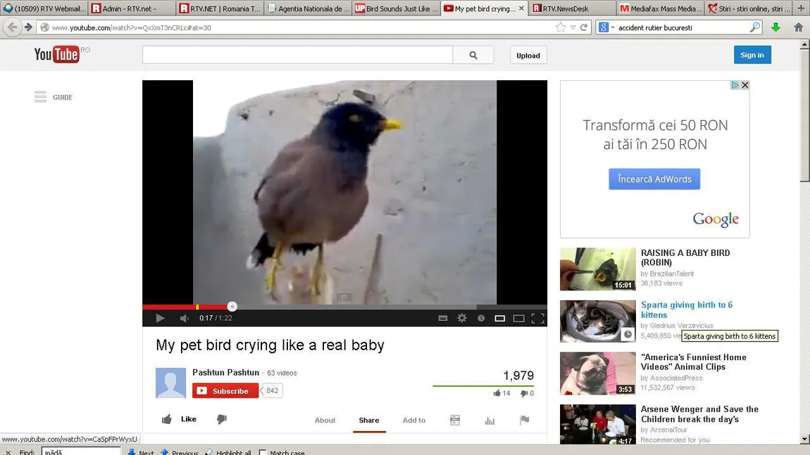 Poţi jura că auzi un copil plângând. O pasăre scoate sunete asemănătoare unui bebeluş VIDEO