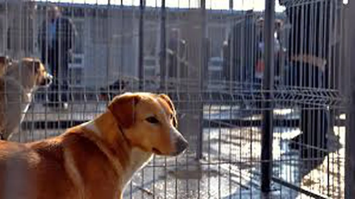 Adopţiile şi sterilizările câinilor maidanezi din adăpostul ASPA Mihăileşti, BLOCATE de Parchet