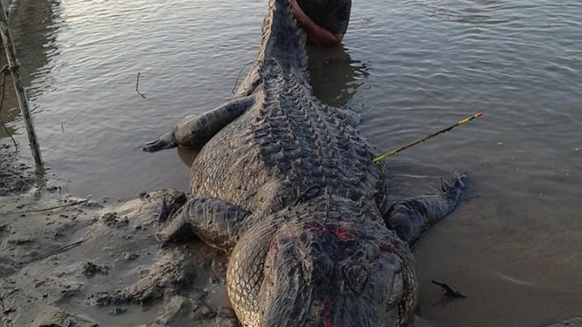 Un aligator URIAŞ a fost capturat în Mississippi. Reptila a bătut RECORDUL la greutate şi lungime FOTO