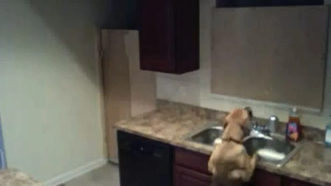 Câinele Houdini: Cum evadează un căţel dintr-o cameră închisă VIDEO