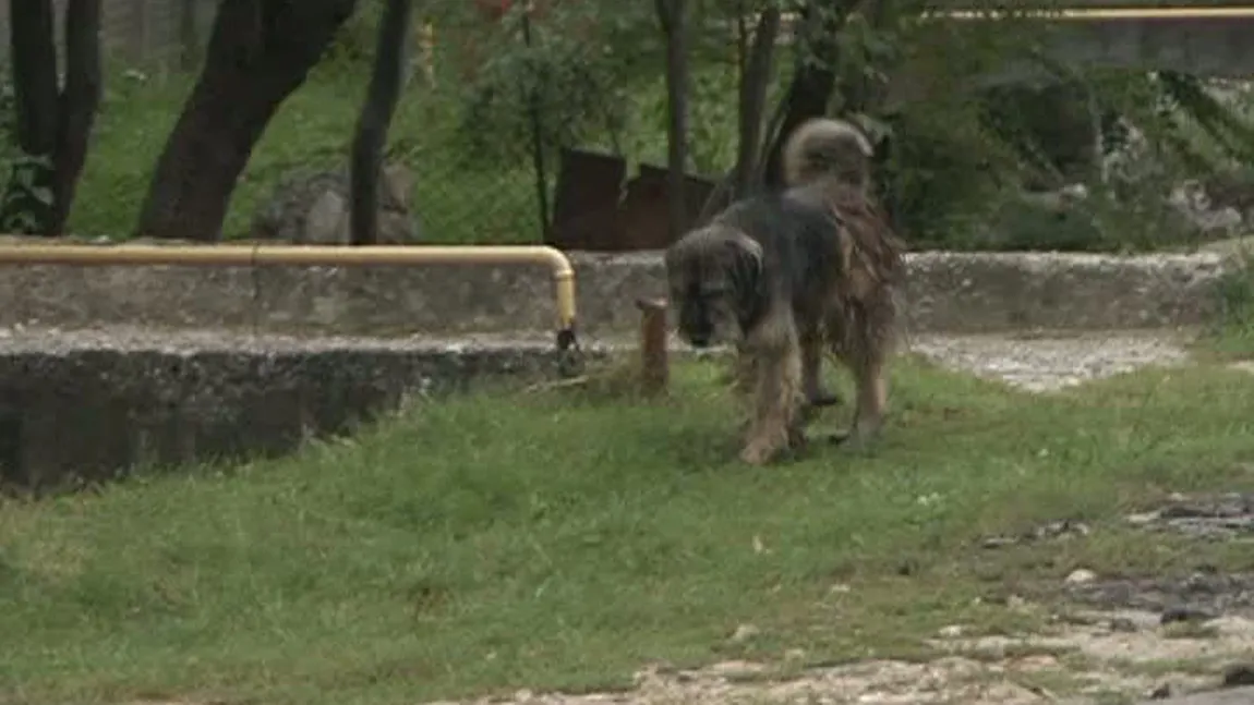 În Gorj a început măcelul. Maidanezii sunt împuşcaţi de vânători