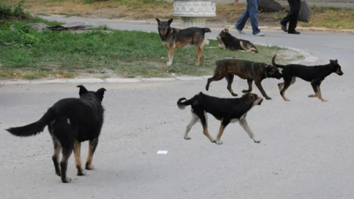 Referendumul privind EUTANASIEREA câinilor fără stăpân, APROBAT de CGMB. Vezi când va avea loc