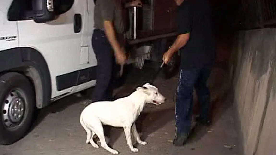 Încă o victimă a unui câine agresiv, la Craiova