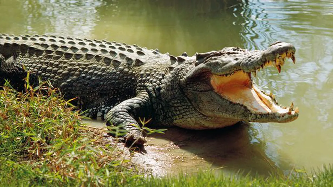 Un crocodil a ţinut captiv un turist, pe o insulă. Vezi cât timp nu a putut părăsi locul