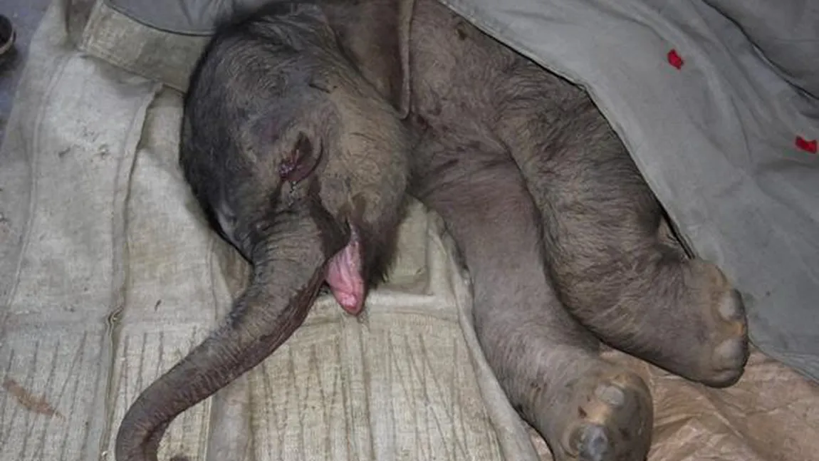 Emoţionant: Un pui de elefant a plâns cinci ore după ce a fost respins de mama lui VIDEO