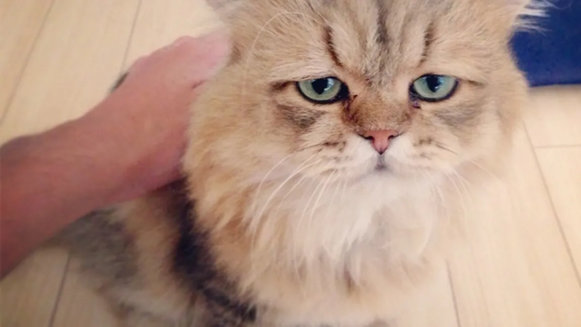Cea mai supărată pisică din lume: Pare mereu dezamăgită de orice FOTO