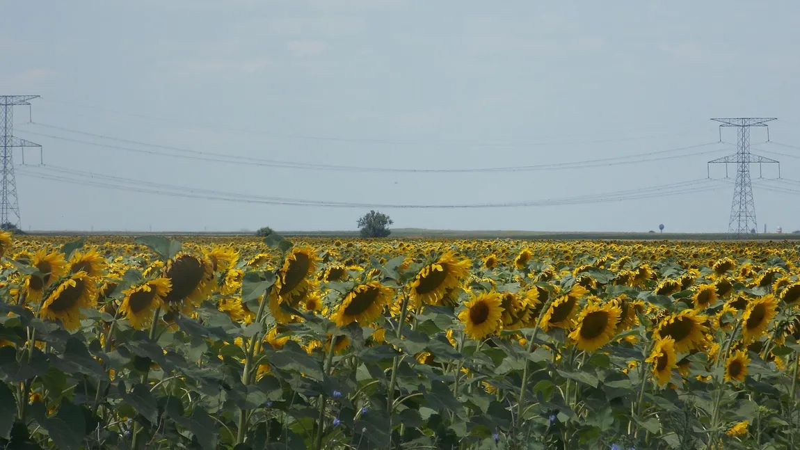România, pe locul ÎNTÂI la producţia de floarea-soarelui în UE