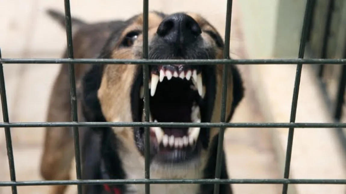 Scandal în Sectorul 1 între poliţişti şi iubitori de animale. Hingherii adună câini maidanezi găsiţi pe străzi