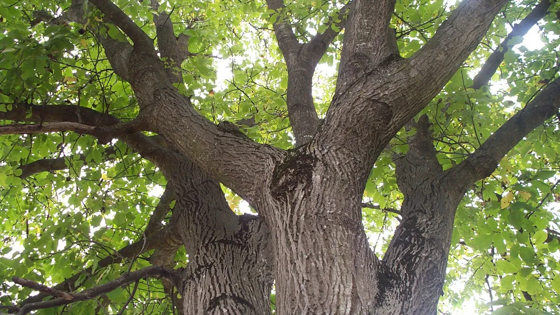 Tânăr ÎMPUŞCAT la cules de nuci, în Satu Mare