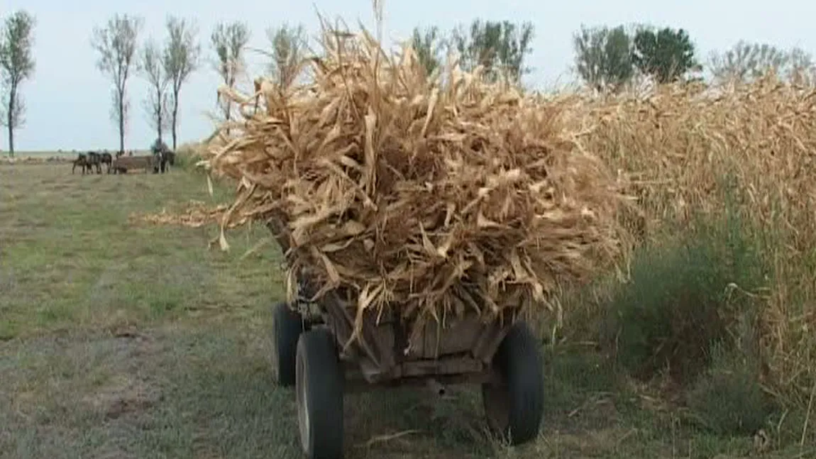 Un bărbat din Slobozia Mândra a murit după ce a căzut dintr-o căruţă