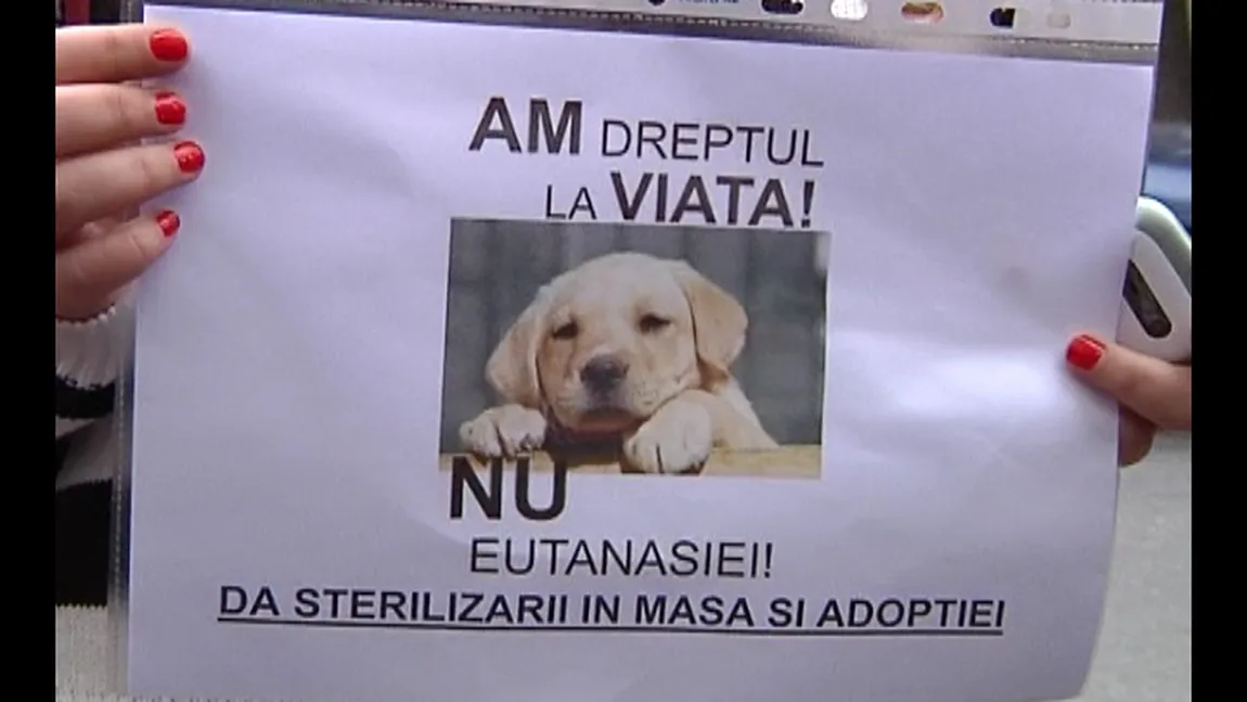 Protest la Universitate contra eutanasierii maidanezilor