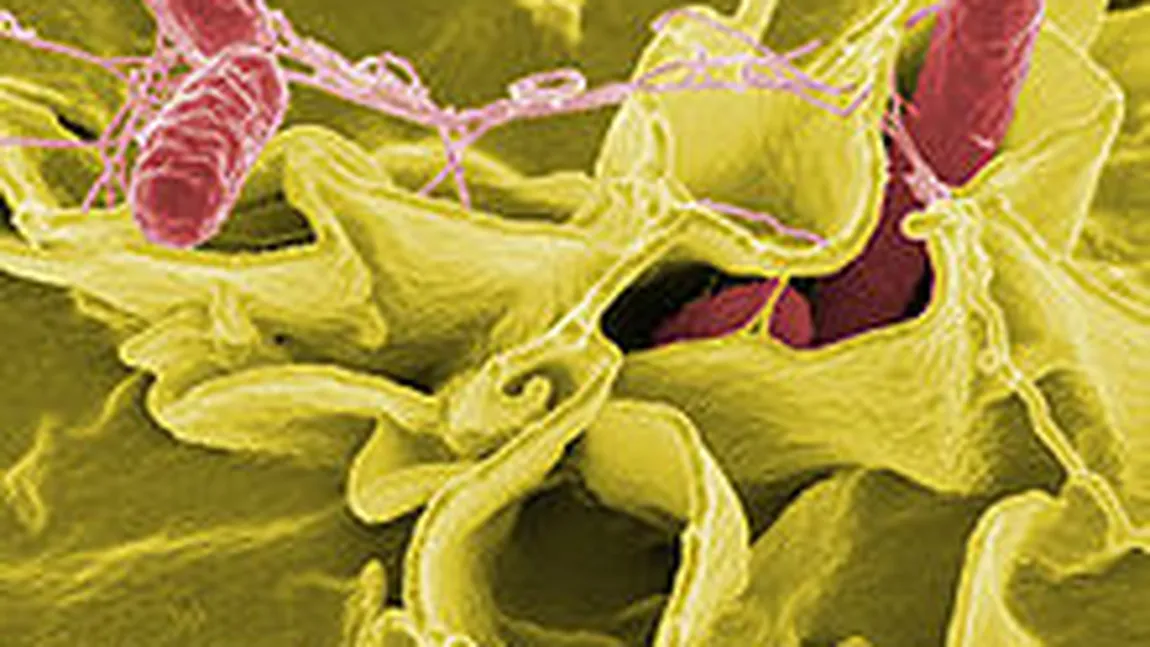 Creveţi cu Salmonella proveniţi din Asia şi America de Sud au fost vânduţi în Elveţia