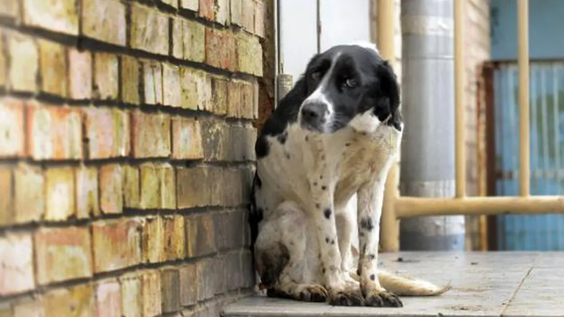 Vier Pfoten solicită intervenţia Poliţiei pentru a opri valul de violenţe împotriva animalelor