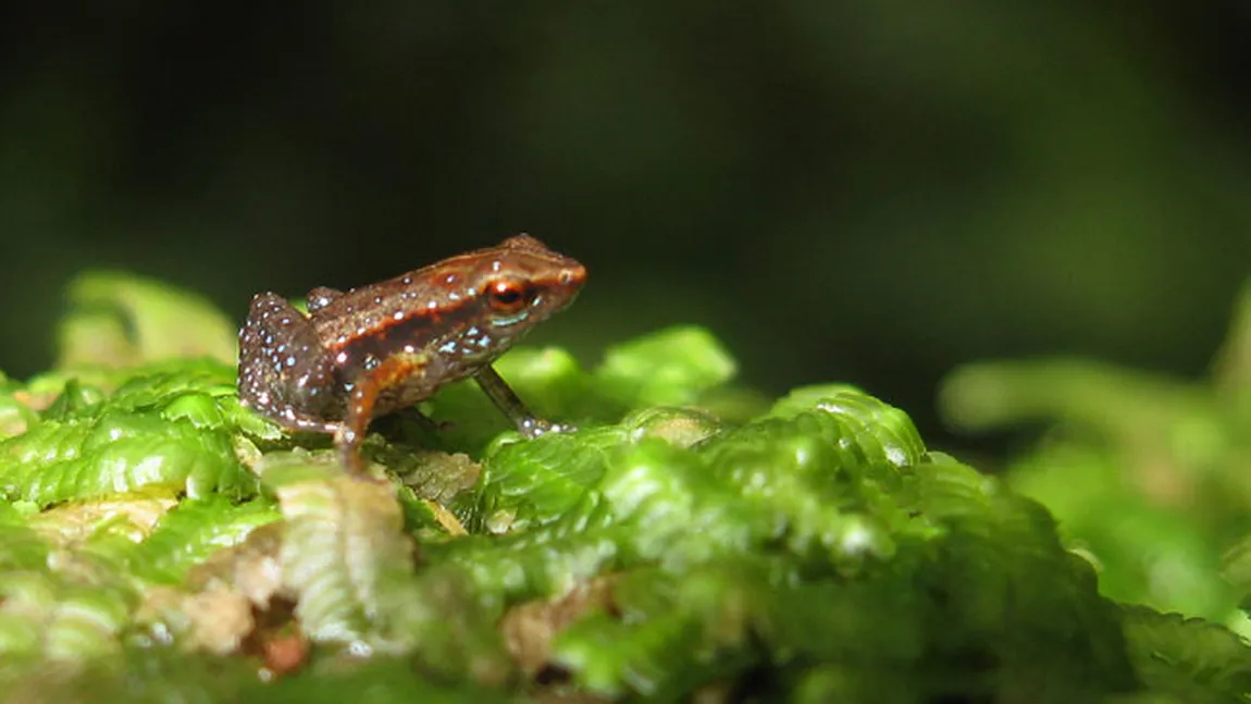 O specie de broaşte tropicale aude cu...gura