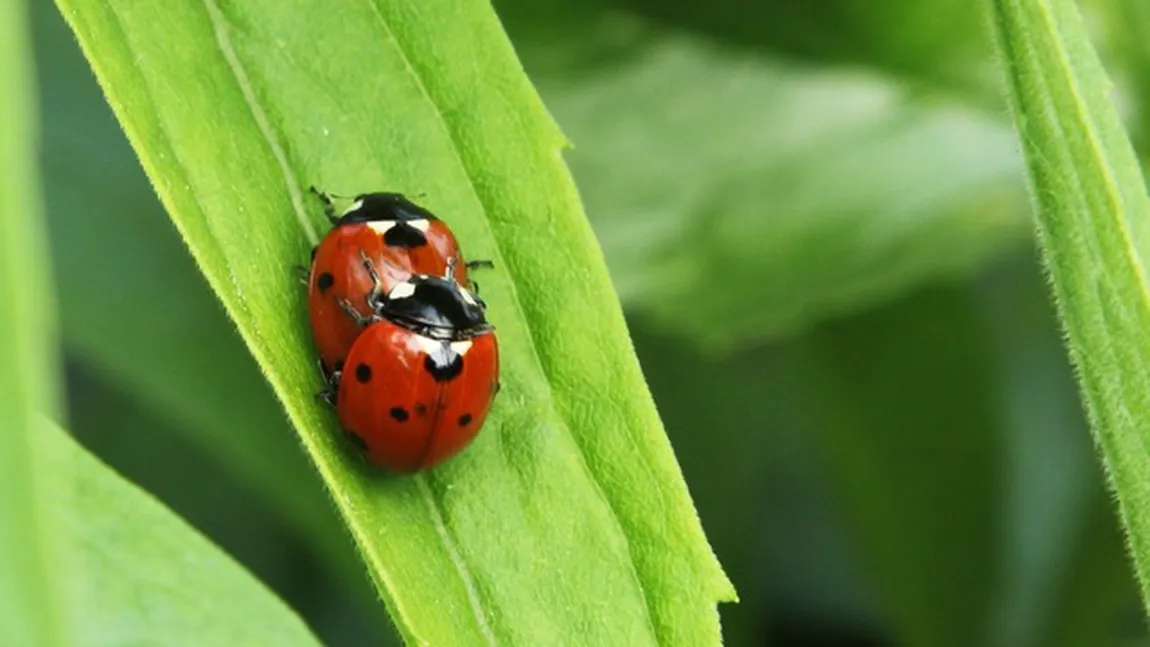 Insectele sunt şi ele homosexuale, dar în mod accidental