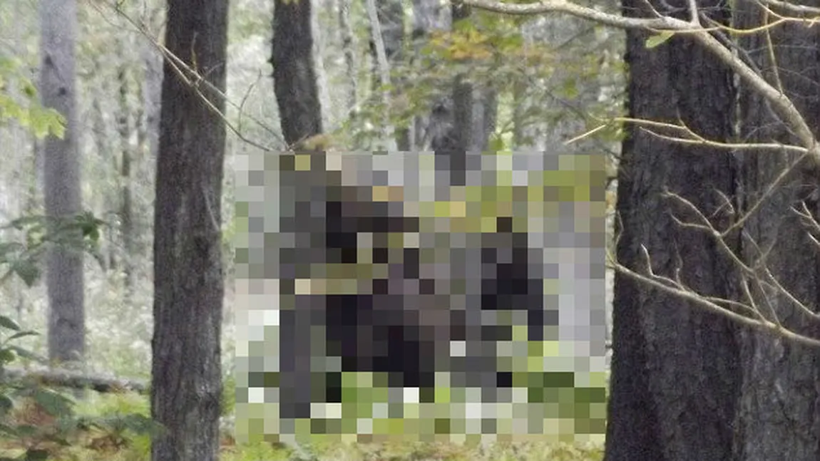 Imagini incredibile într-o pădure din SUA: Au fost descoperiţi DOI Bigfoot - FOTO