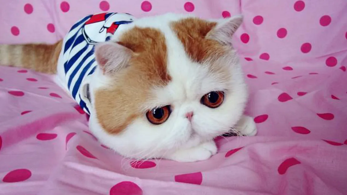 Noua pisică favorită a internetului: Este atât de dulce, încât te topeşte FOTO şi VIDEO