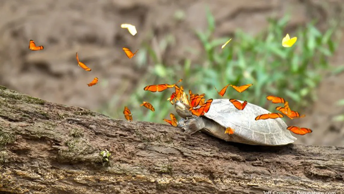 Un fenomen neobişnuit: Fluturii beau lacrimile ţestoaselor FOTO