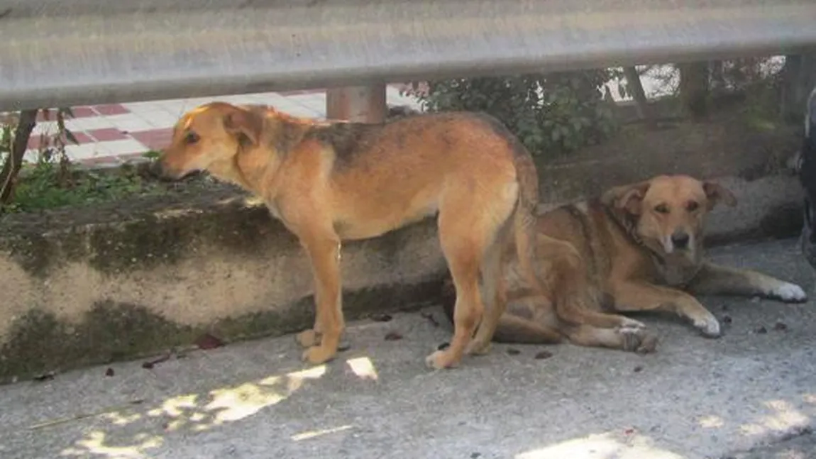 Sorin Oprescu: 570 de câini au fost adoptaţi de cetăţeni, alţi 510 au fost duşi la Dogtown