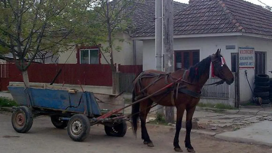 Hoţ de cai de numai 14 ani, prins în Bacău