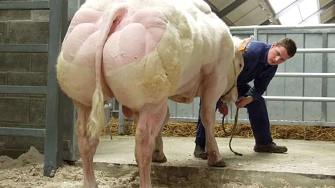 Cum arată un taur modificat genetic pentru mai multă carne: Zici că este un culturist VIDEO