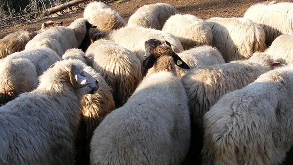 Crescătorii de oi acuză funcţionarii APIA de complicitate la fraudă: 1,3 milioane de oi 