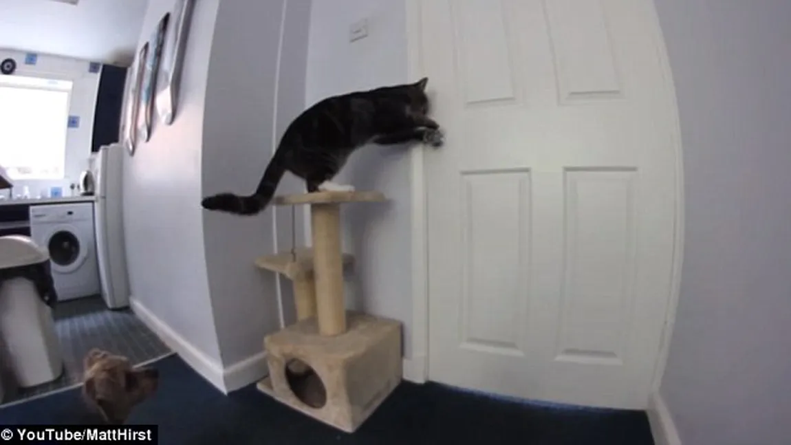 Clip INEDIT. Gestul NOBIL făcut de o pisică pentru un căţel VIDEO