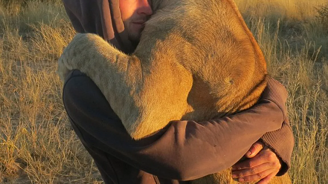 Scene emoţionante în Africa: O leoaică îi îmbrăţişează pe oamenii care i-au salvat viaţa FOTO
